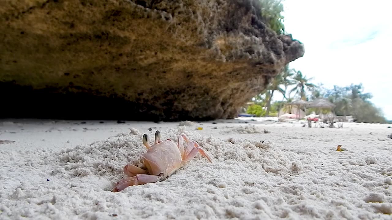crabs/crabs swimming in water/crabs at the beach/crabs documentary