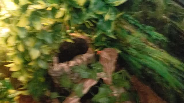 Alittle boa update 2