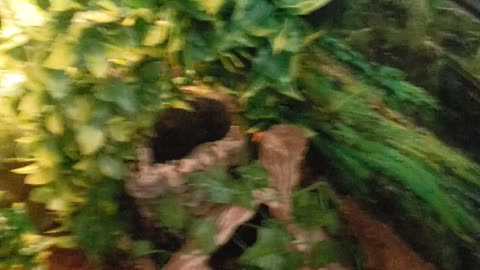 Alittle boa update 2