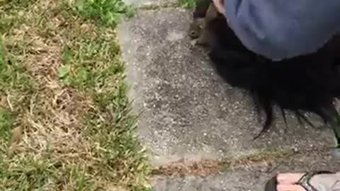 Squirrel Squirms into Her Hair