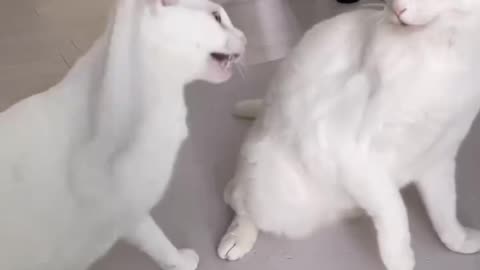 Cat fight