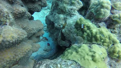 amazing view of underwater fish