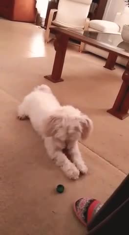 Adorable Puppy Perform Several Awesome Tricks