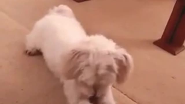 Adorable Puppy Perform Several Awesome Tricks