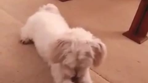 Adorable Puppy Perform Several Awesome Tricks