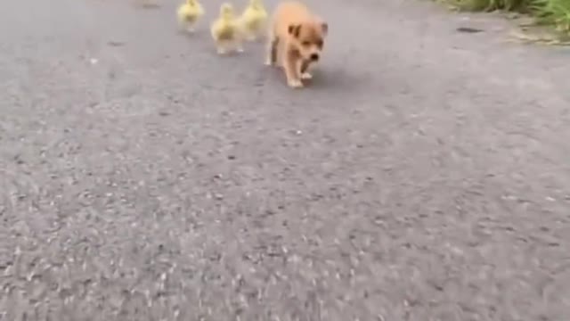 Walk the dog walk the duck