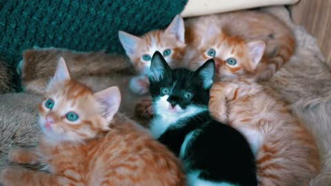 Synchronized Little Cats Lying on an Armchair.