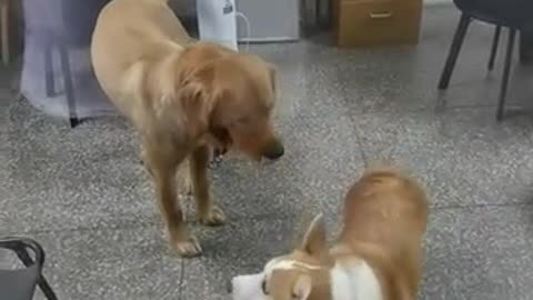 Oh no fight moment of cute dogs got busted by owner 🖍️🔏