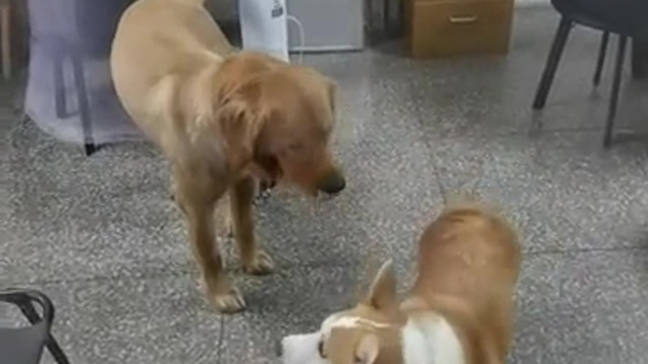 Oh no fight moment of cute dogs got busted by owner 🖍️🔏