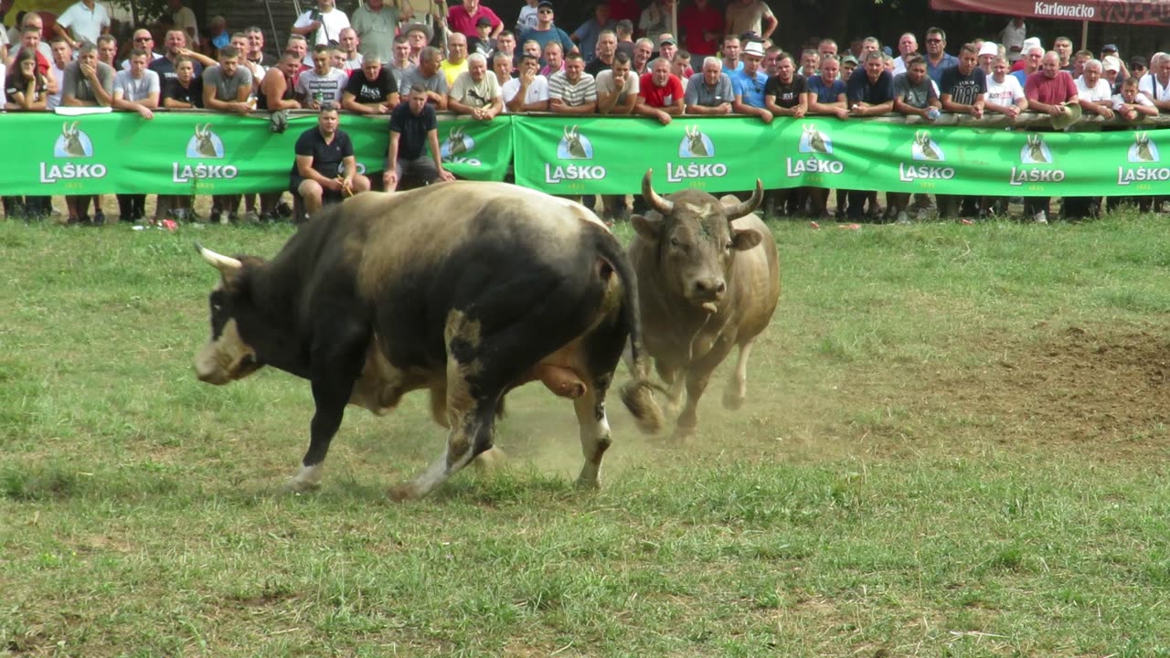 Rožeta od Čička vs Kobra od Kajtaza Lugovi 2024