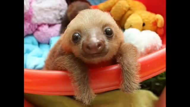 Most beautiful and cute animals in the world