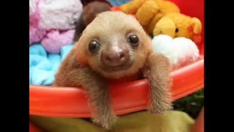 Most beautiful and cute animals in the world