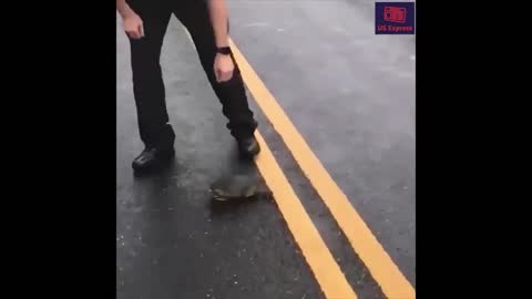 Speedy Turtle Escapes Police Chase (Hilarious)