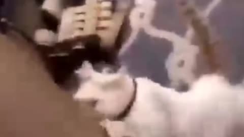 funny cat dog