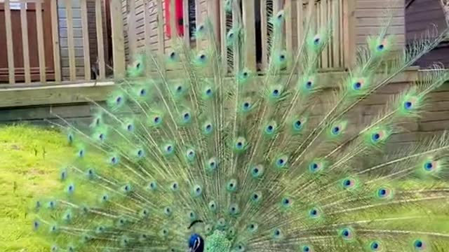 Have you seen a dancing peacock? What a proud bird