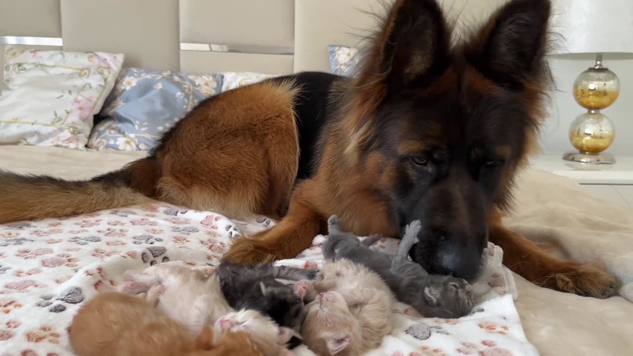 German Shepherd Meets Kittens