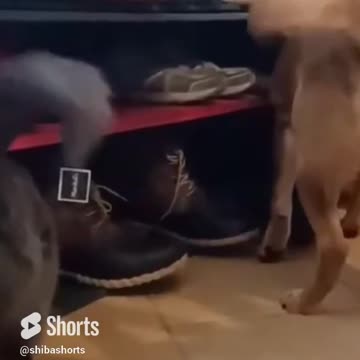 That’s when their tails synched