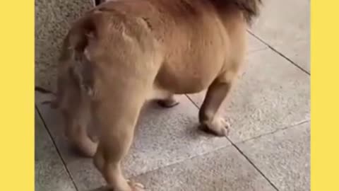 Funny Viral Cute Dog Compilation 🐕🐶