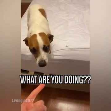 He didn't want the spider on his bed