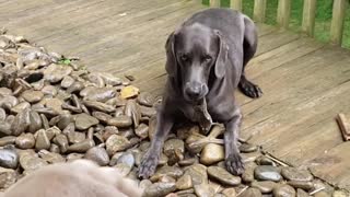 Weimaraner Wants to Bring Frog Inside