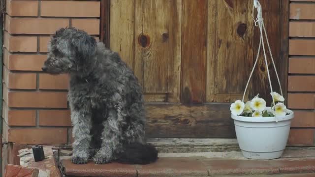 Top 10 signs is your dog happy with you....Is tour dog happy or sad..