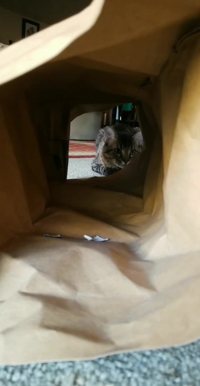 Maine Coon Cat Playfully Pounces At Owner