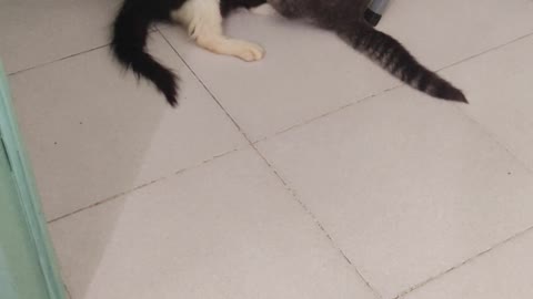Funny cat video