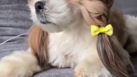 Cute Dog