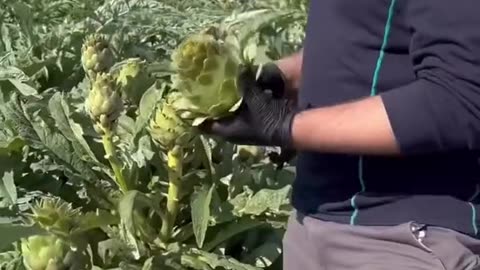 Amazing fruit