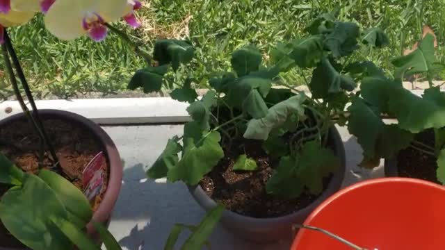 Live plants and fountain