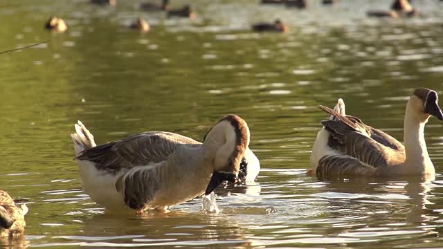 Nature Video