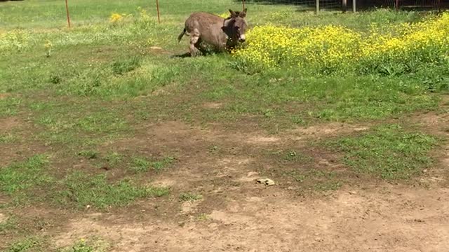 Donkey Loves His New Toy