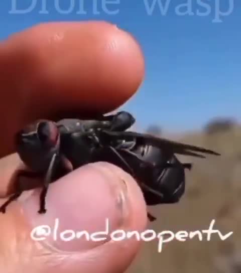 A Drone Wasp?! WTH