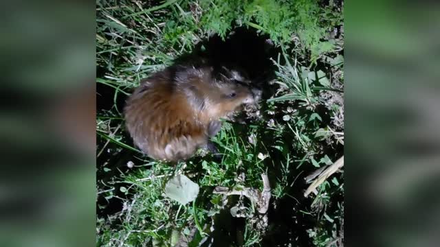 On a fishing trip, a muskrat stole a fish