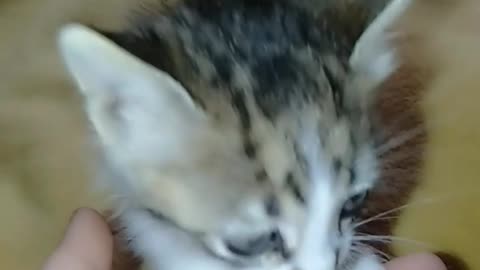 Cat chat cat 🐈