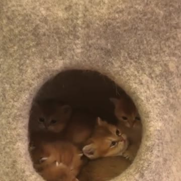 LITTLE CATS SO BEAUTIFUL END CUTES