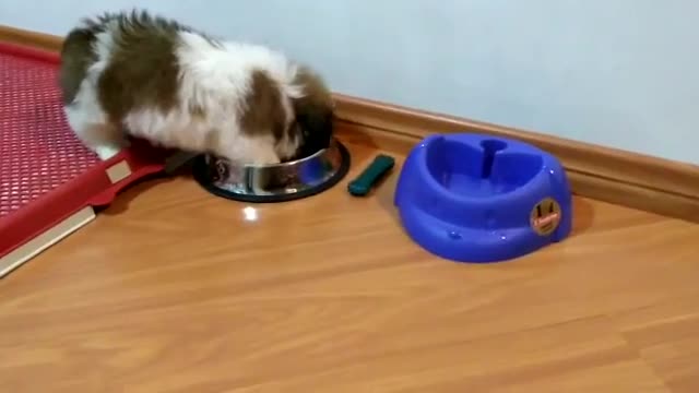 Baby shih-tzu eating fast