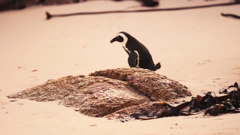 We swimming with penguins, so we're celebrating