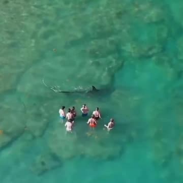 8 Idiots filming a 14ft, 1000 Pound Hammerhead Shark