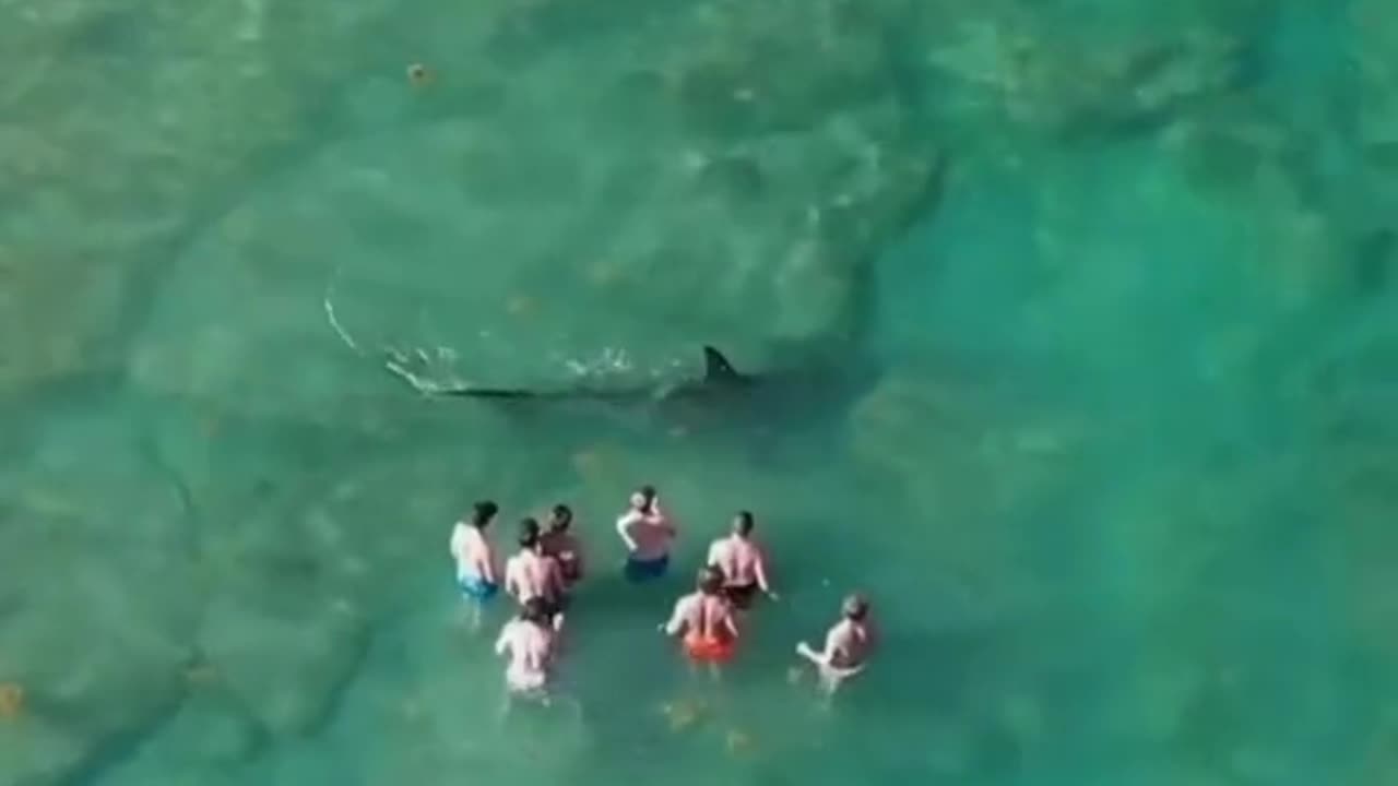 8 Idiots filming a 14ft, 1000 Pound Hammerhead Shark