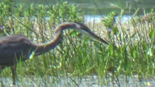 Great Blue Heron