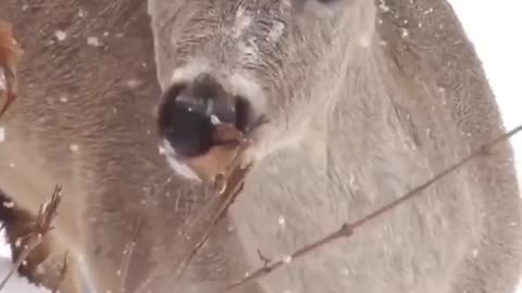 The cute deer eating food in the big snow,Merry Christmas