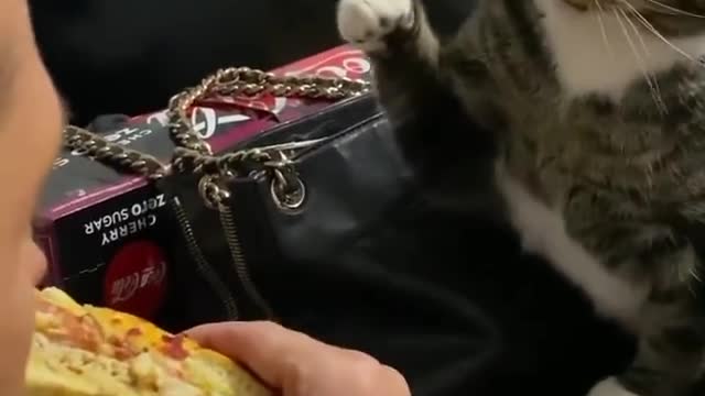 That's not your sandwich Kitty