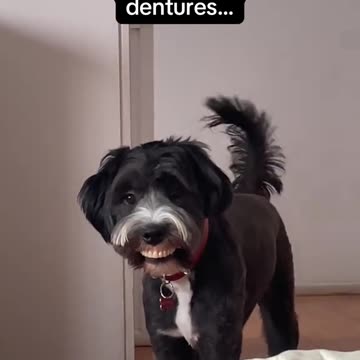 Dog Wearing Grandma’s Dentures: Hilarious Look