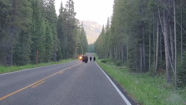 Bison coming down the road