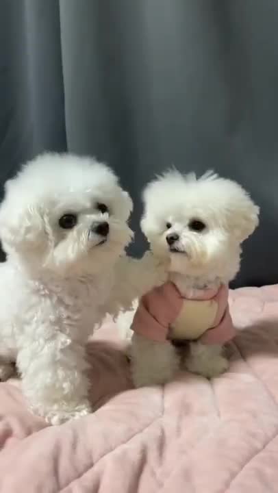 Who Your Best Friend #shorts #dog #puppy #youtubeshorts