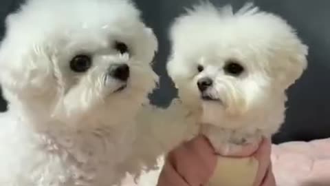 Who Your Best Friend #shorts #dog #puppy #youtubeshorts