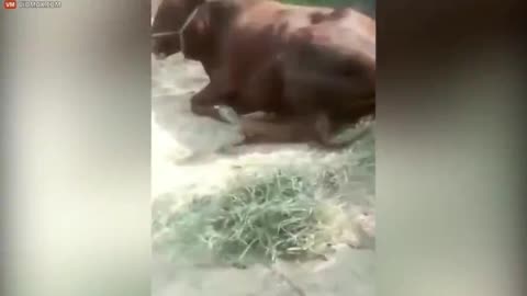 COW BORN WITH FOUR EYES AND TWO FACES