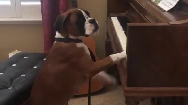 Spectacular boxer dog Archie playing piano like a pro!