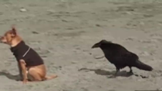 This crow is so playful.